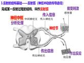 初中 生物 北師大版（2024）七年級下冊4.10.1 神經系統(tǒng)與神經調節(jié)(第2課時) 課件