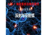 初中 生物 北師大版（2024）七年級下冊4.10.1 神經系統(tǒng)與神經調節(jié) 課件
