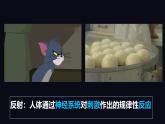 初中 生物 北師大版（2024）七年級下冊4.10.1 神經系統(tǒng)與神經調節(jié) 課件