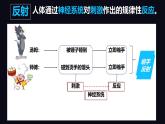 初中 生物 北師大版（2024）七年級下冊4.10.1 神經系統(tǒng)與神經調節(jié) 課件