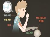 初中 生物 北師大版（2024）七年級下冊4.10.1 神經系統(tǒng)與神經調節(jié) 課件