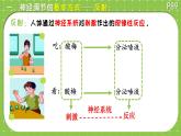 初中 生物 北師大版（2024）七年級下冊4.10.1 神經系統(tǒng)與神經調節(jié) 課件