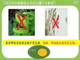 初中 生物 北師大版（2024）七年級下冊4.10.1 神經系統(tǒng)與神經調節(jié) 課件