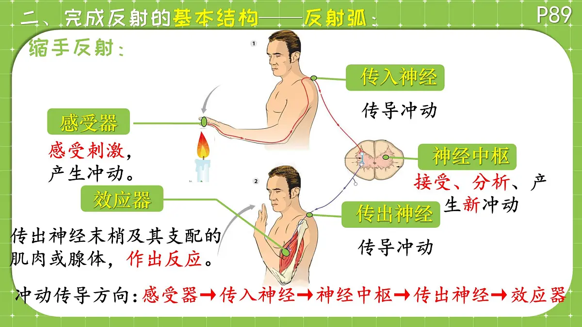 初中 生物 北师大版（2024）七年级下册4.10.1 神经系统与神经调节 课件第7页