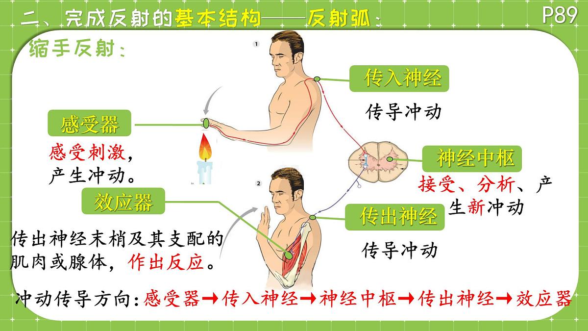 初中 生物 北师大版（2024）七年级下册4.10.1 神经系统与神经调节 课件第7页