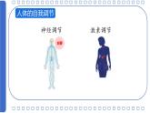 初中 生物 北師大版（2024）七年級下冊4.10.1 神經系統(tǒng)與神經調節(jié)第一課時 課件