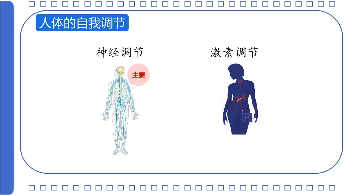 初中 生物 北师大版（2024）七年级下册4.10.1 神经系统与神经调节第一课时 课件第4页