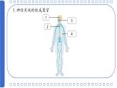 初中 生物 北師大版（2024）七年級下冊4.10.1 神經系統(tǒng)與神經調節(jié)第一課時 課件