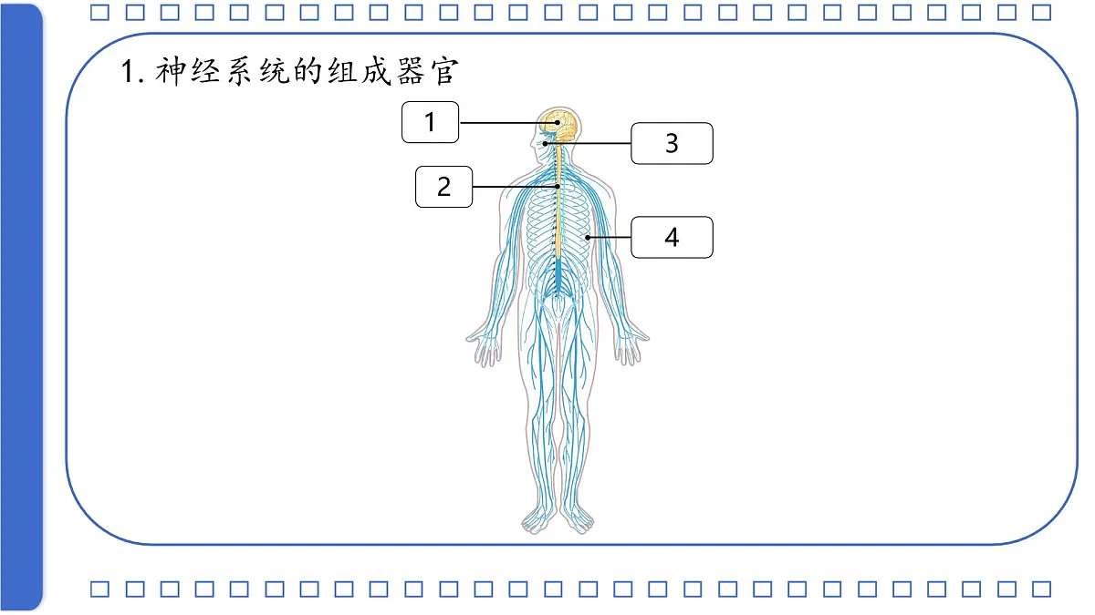 初中 生物 北师大版（2024）七年级下册4.10.1 神经系统与神经调节第一课时 课件第5页
