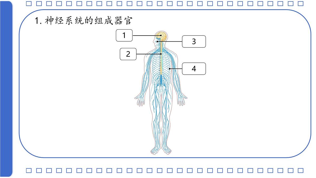 初中 生物 北师大版（2024）七年级下册4.10.1 神经系统与神经调节第一课时 课件第5页