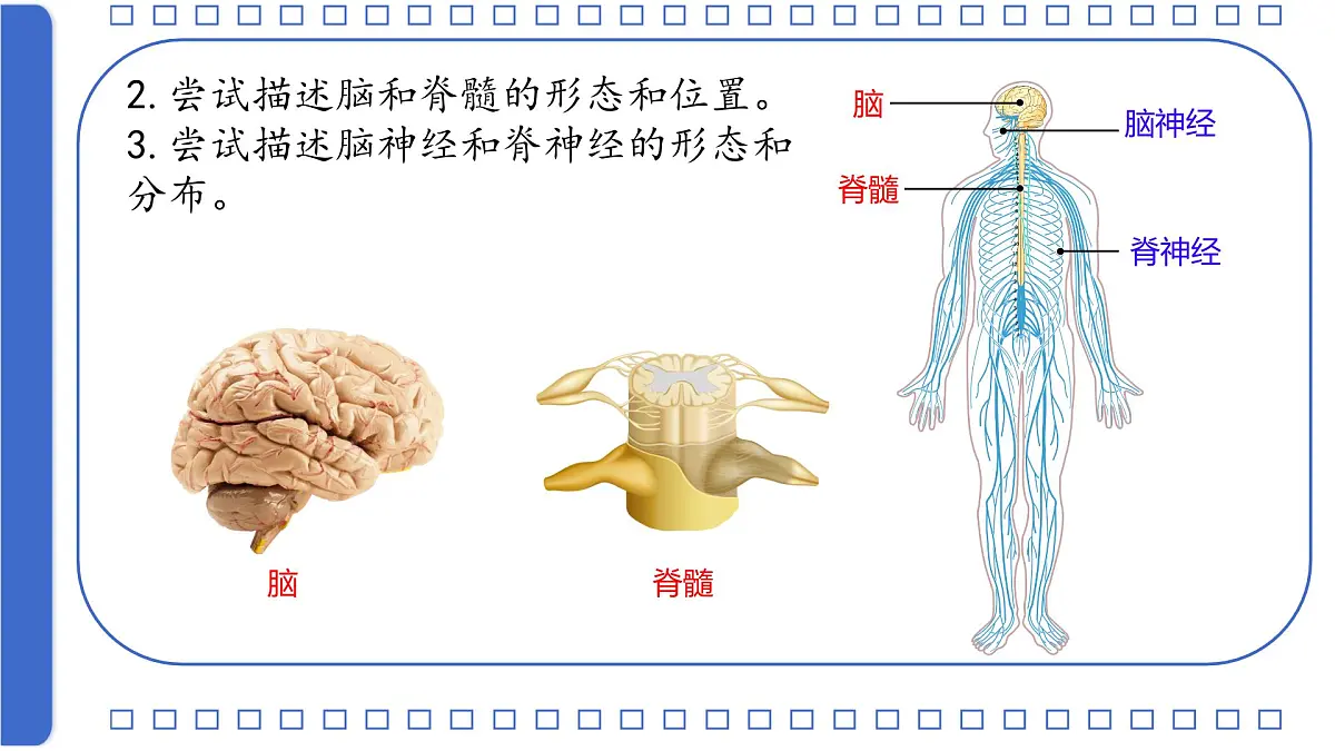 初中 生物 北师大版（2024）七年级下册4.10.1 神经系统与神经调节第一课时 课件第6页