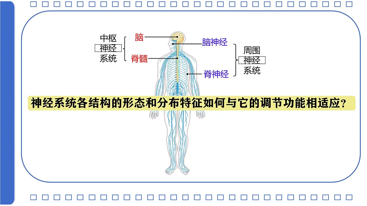初中 生物 北师大版（2024）七年级下册4.10.1 神经系统与神经调节第一课时 课件第7页