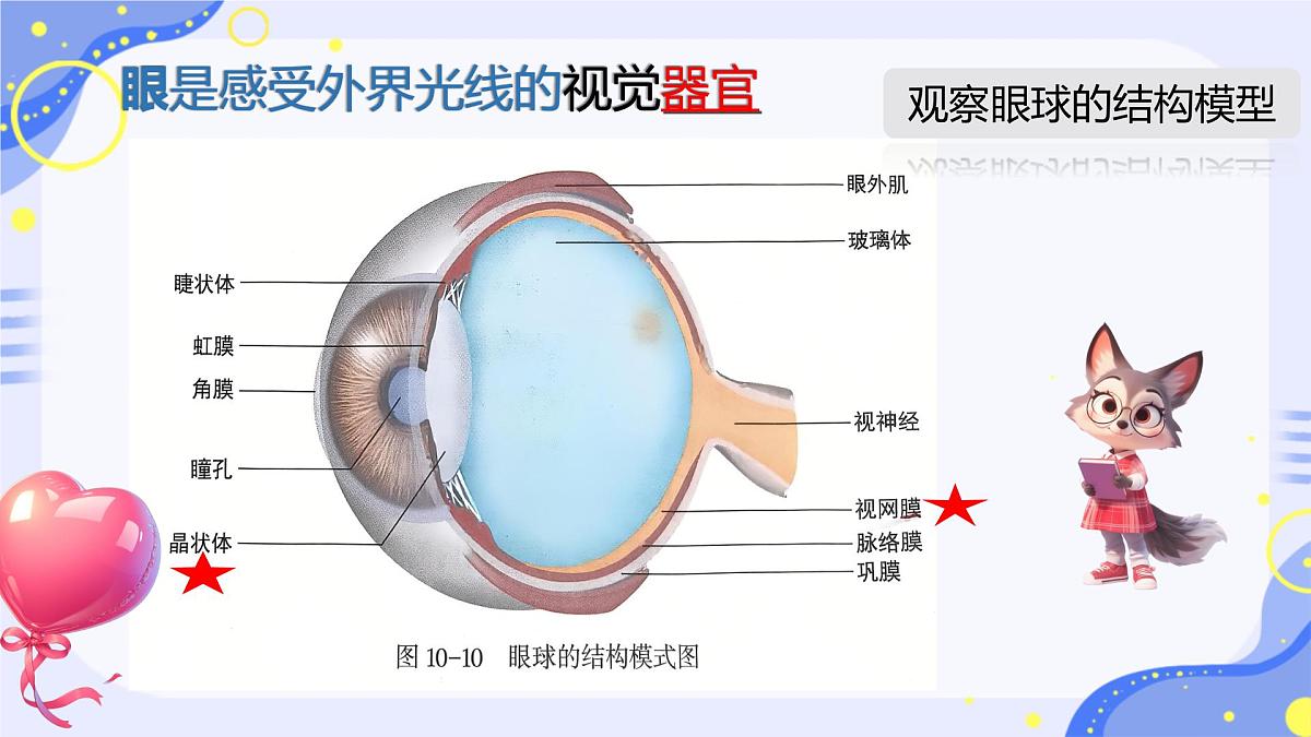 初中 生物 北师大版（2024）七年级下册4.10.2 感受器和感觉器官 课件第2页