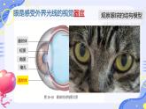 初中 生物 北師大版（2024）七年級下冊4.10.2 感受器和感覺器官 課件