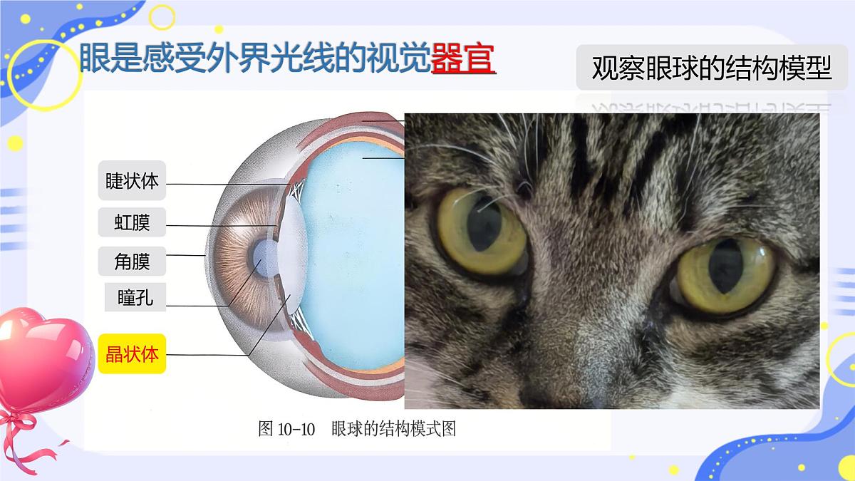 初中 生物 北师大版（2024）七年级下册4.10.2 感受器和感觉器官 课件第4页