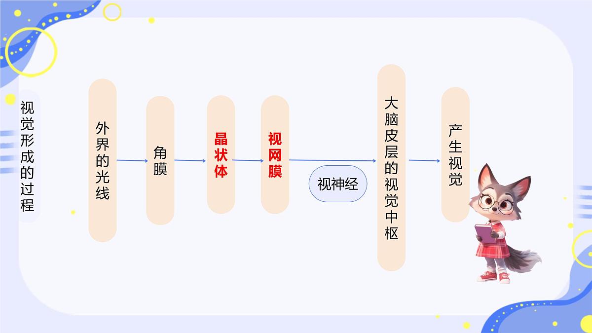 初中 生物 北师大版（2024）七年级下册4.10.2 感受器和感觉器官 课件第5页