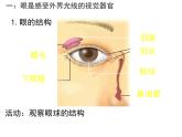 初中 生物 北師大版（2024）七年級下冊4.10.2 感受器和感覺器官 課件