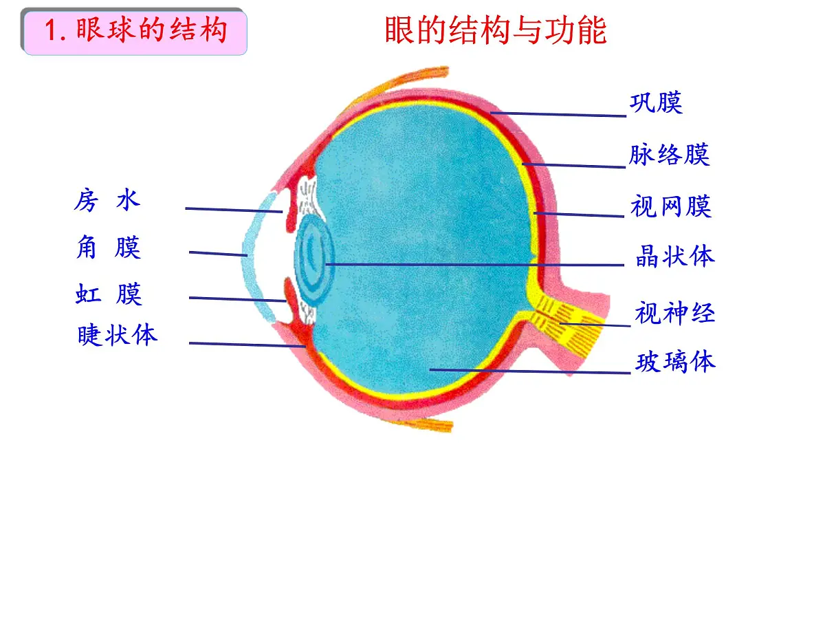初中 生物 北师大版（2024）七年级下册4.10.2 感受器和感觉器官 课件第5页