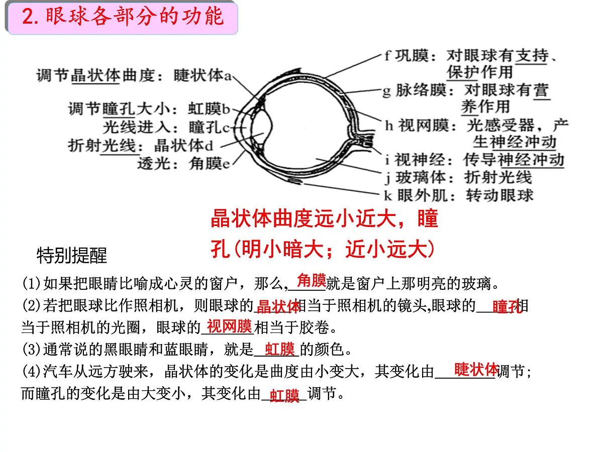 初中 生物 北师大版（2024）七年级下册4.10.2 感受器和感觉器官 课件第6页