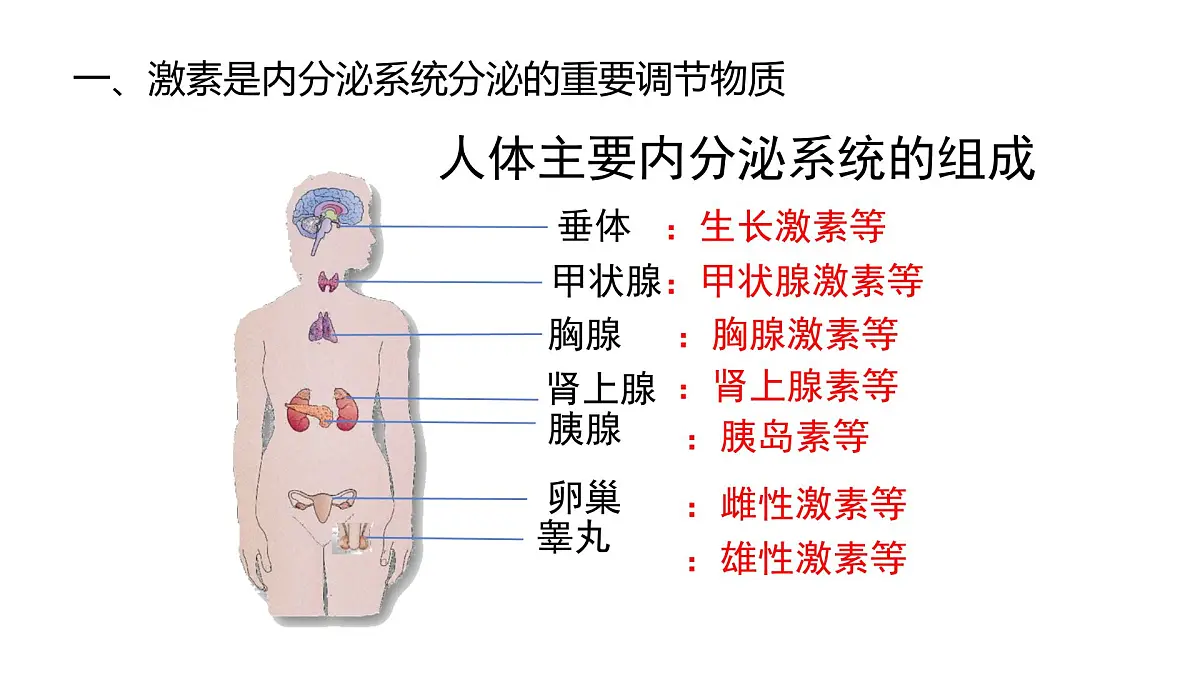初中 生物 北师大版（2024）七年级下册4.10.3 激素调节 课件第4页