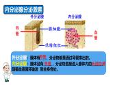 初中 生物 北師大版（2024）七年級(jí)下冊(cè)4.10.3 激素調(diào)節(jié) 課件
