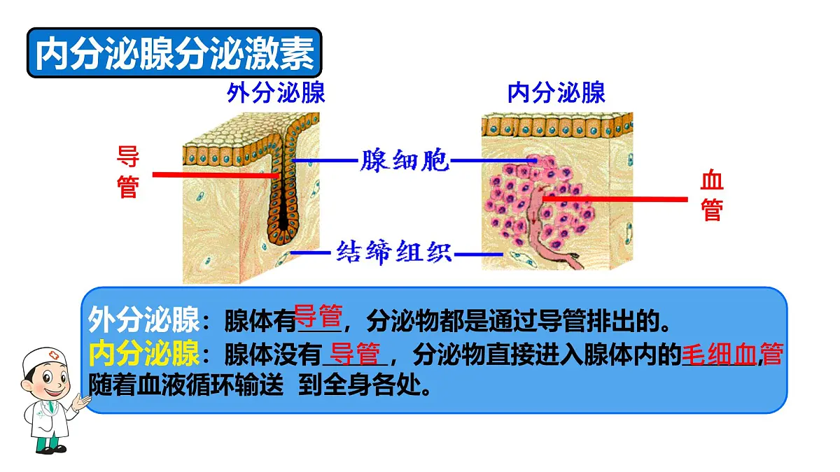 初中 生物 北师大版（2024）七年级下册4.10.3 激素调节 课件第5页
