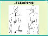 初中 生物 北師大版（2024）七年級(jí)下冊(cè)4.10.3 激素調(diào)節(jié) 課件