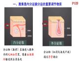 初中 生物 北師大版（2024）七年級(jí)下冊(cè)4.10.3 激素調(diào)節(jié) 課件