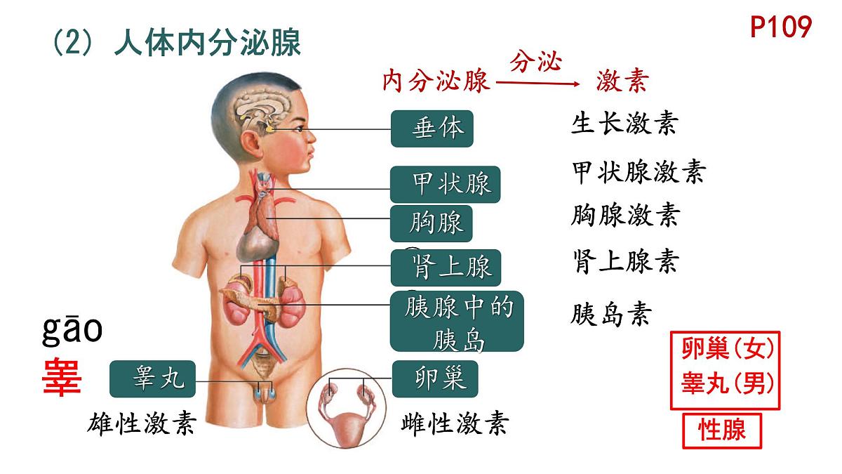 初中 生物 北师大版（2024）七年级下册4.10.3 激素调节 课件第7页