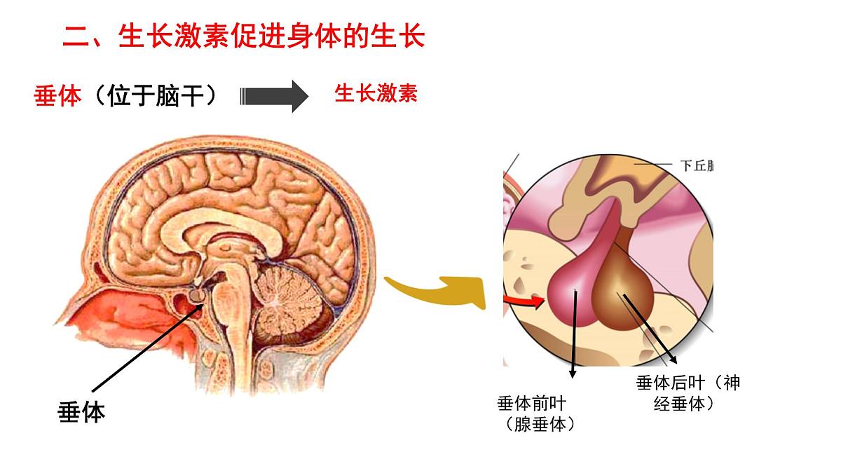 初中 生物 北师大版（2024）七年级下册4.10.3 激素调节 课件第8页