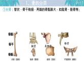 初中 生物 北師大版（2024）七年級下冊4.11.1 人體的骨骼第一課時 課件