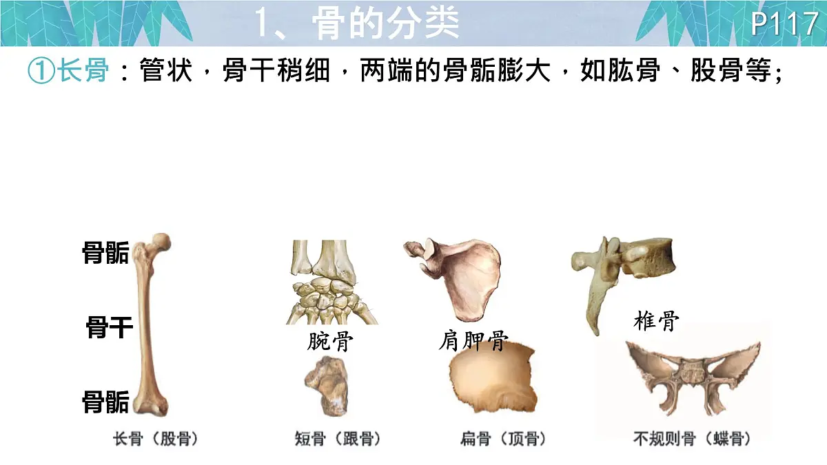 初中 生物 北师大版（2024）七年级下册4.11.1 人体的骨骼第一课时 课件第2页