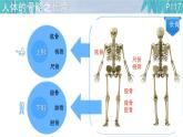 初中 生物 北師大版（2024）七年級下冊4.11.1 人體的骨骼第一課時 課件