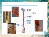 初中 生物 北師大版（2024）七年級下冊4.11.1 人體的骨骼第一課時 課件