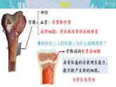 初中 生物 北師大版（2024）七年級下冊4.11.1 人體的骨骼第一課時 課件