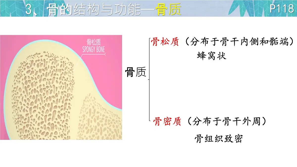 初中 生物 北师大版（2024）七年级下册4.11.1 人体的骨骼第一课时 课件第6页
