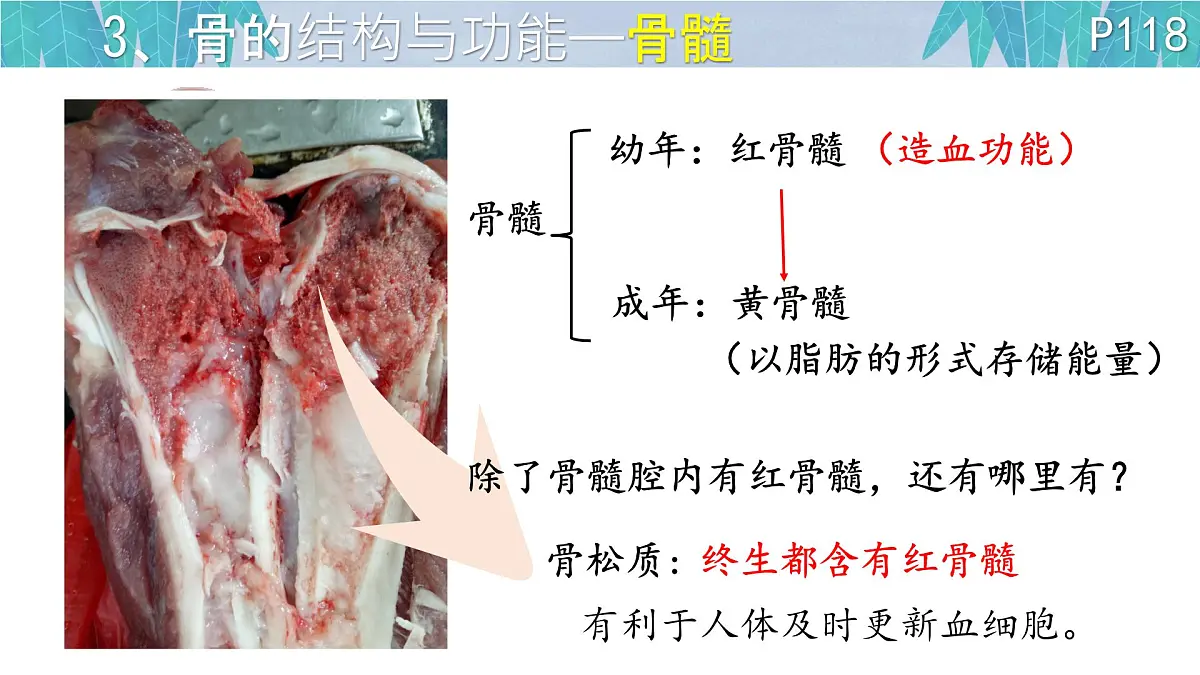 初中 生物 北师大版（2024）七年级下册4.11.1 人体的骨骼第一课时 课件第7页