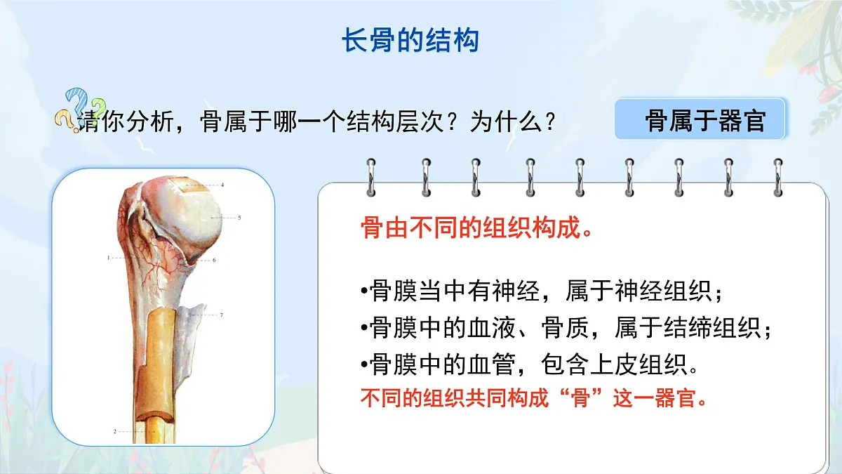 初中 生物 北师大版（2024）七年级下册4.11.1 人体的骨骼第一课时 课件第8页