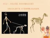 初中 生物 北師大版（2024）七年級下冊4.11.1 人體的骨骼 課件