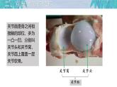 初中 生物 北師大版（2024）七年級(jí)下冊(cè)4.11.2 人體的骨骼肌第二課時(shí) 課件