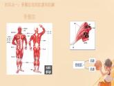 初中 生物 北師大版（2024）七年級(jí)下冊(cè)4.11.2 人體的骨骼肌 課件