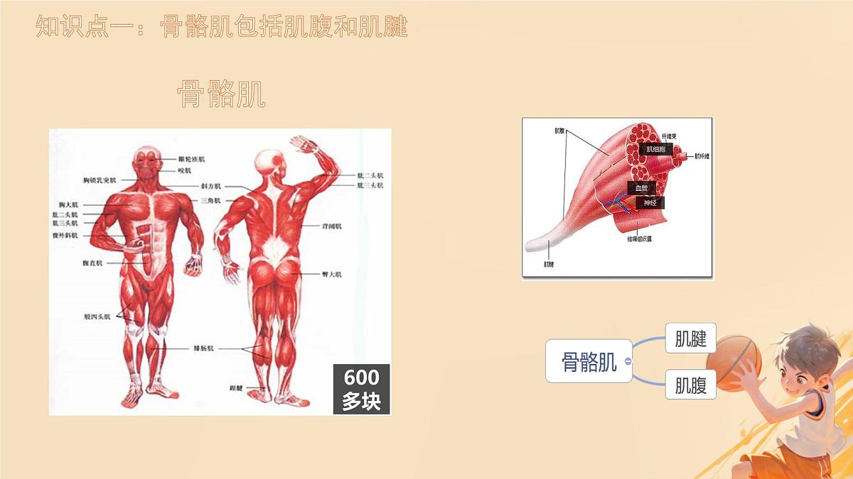初中 生物 北师大版（2024）七年级下册4.11.2 人体的骨骼肌 课件第3页