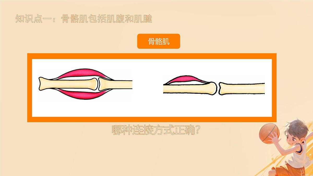 初中 生物 北师大版（2024）七年级下册4.11.2 人体的骨骼肌 课件第4页