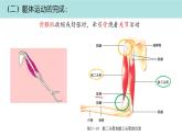 初中 生物 北師大版（2024）七年級下冊4.11.3 運動的形成 課件