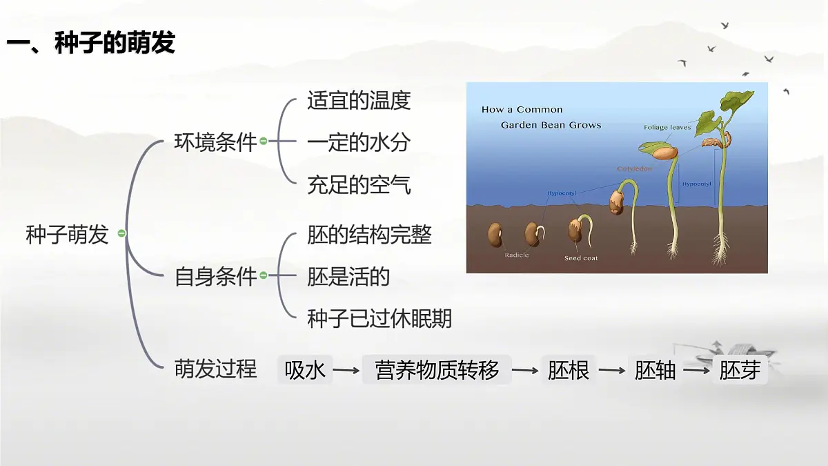 新人教版七年级生物下册期末总复习课件第3页