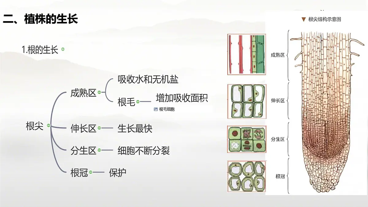 新人教版七年级生物下册期末总复习课件第4页