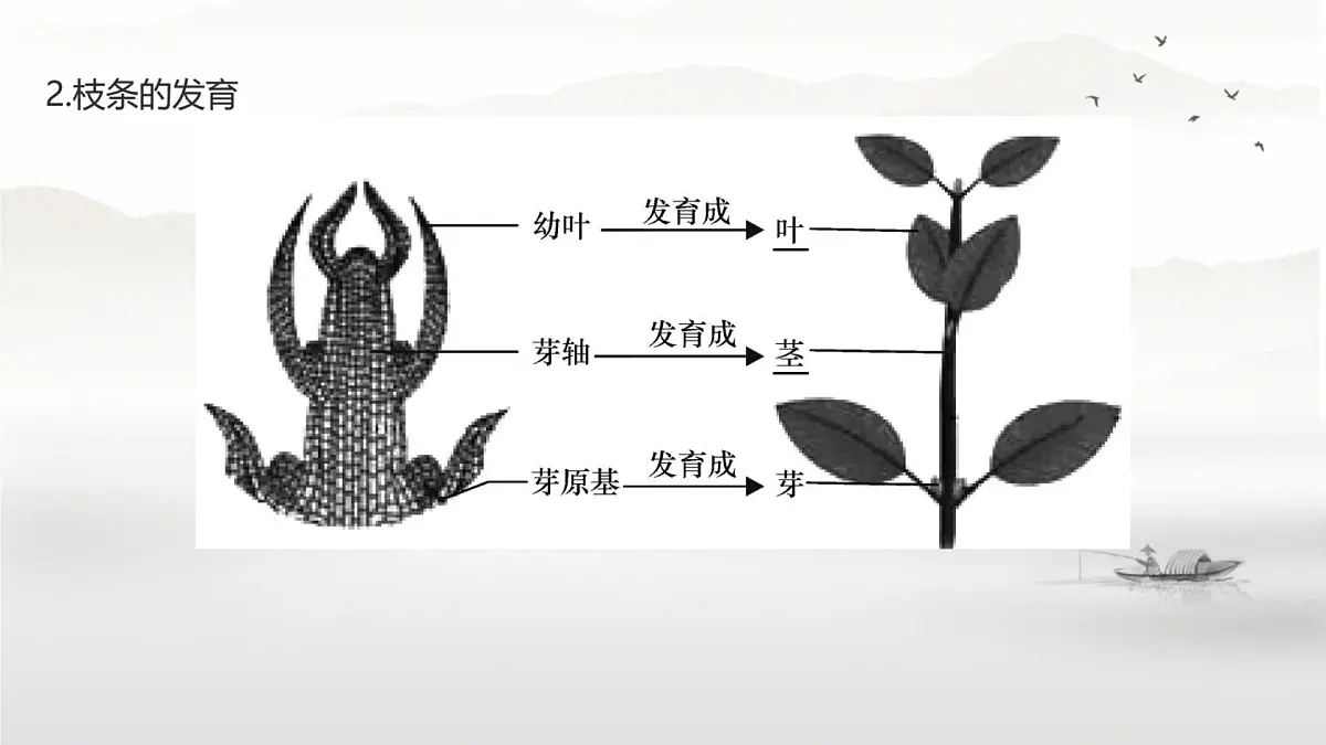 新人教版七年级生物下册期末总复习课件第5页