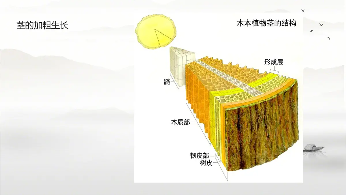 新人教版七年级生物下册期末总复习课件第6页