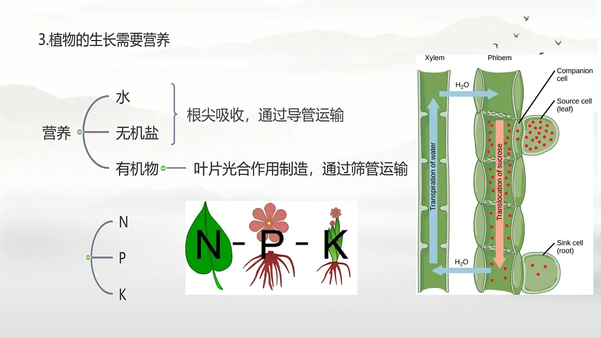 新人教版七年级生物下册期末总复习课件第7页