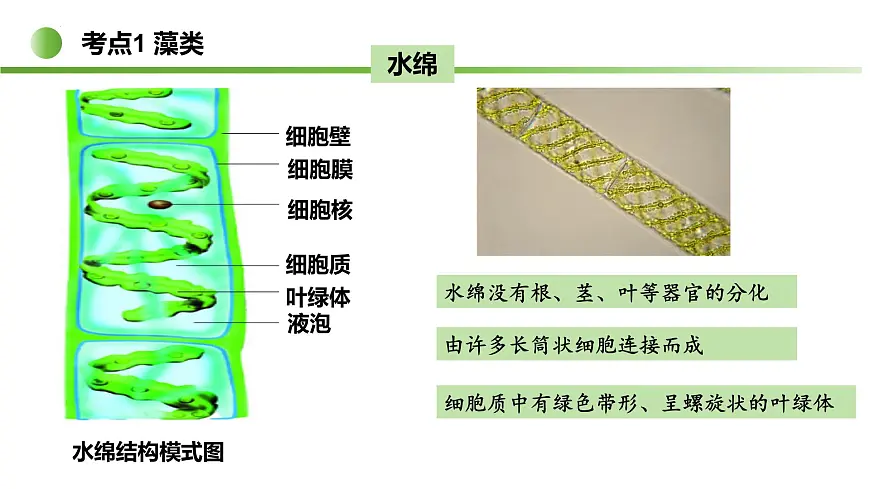 藻类与植物类群（5大考点）2025学年七年级生物下学期期末考点大串讲苏科版课件第3页